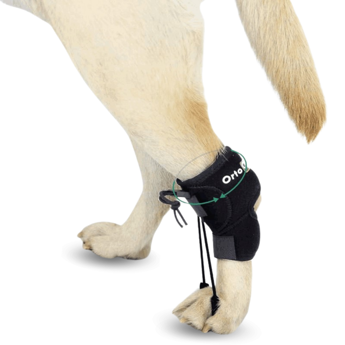 Correttore Proprioceptivo per Cani con Knuckling | 5 Misure