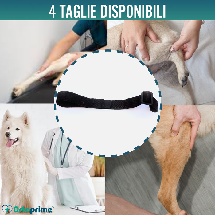 Fascia lombare per immobilizzo del ginocchio