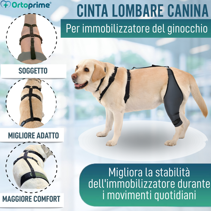 Fascia lombare per immobilizzo del ginocchio