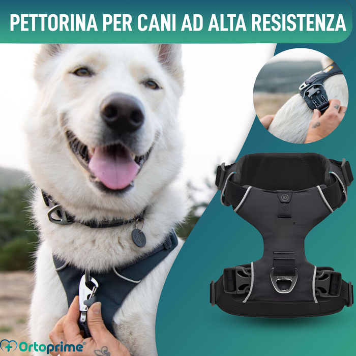 Arnês Acolchoado para Cães de Uso Diário | Dupla Fixação
