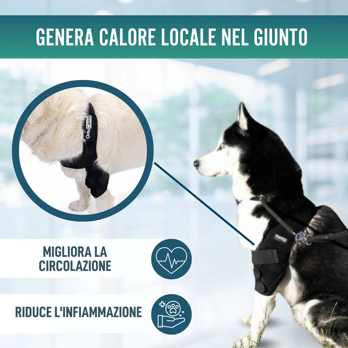 Ortesi per Gomito per Cani con Artrosi Riabilitazione Canina