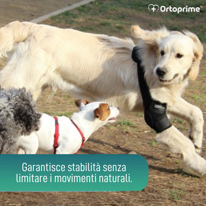 Ortesi per Gomito per Cani con Artrosi Riabilitazione Canina