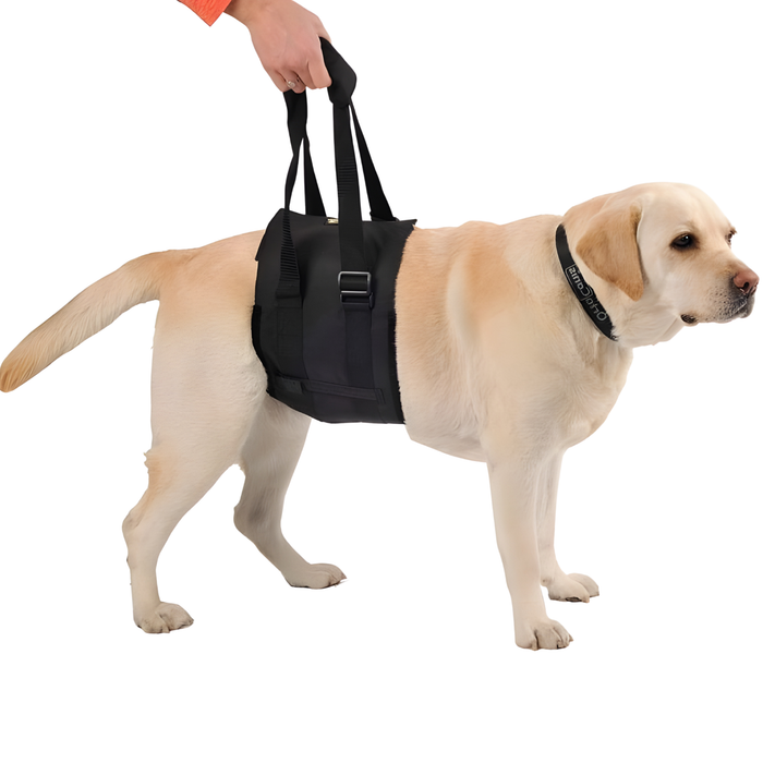 Fascia di Supporto per Cani con Mobilità Ridotta | 5 Taglie