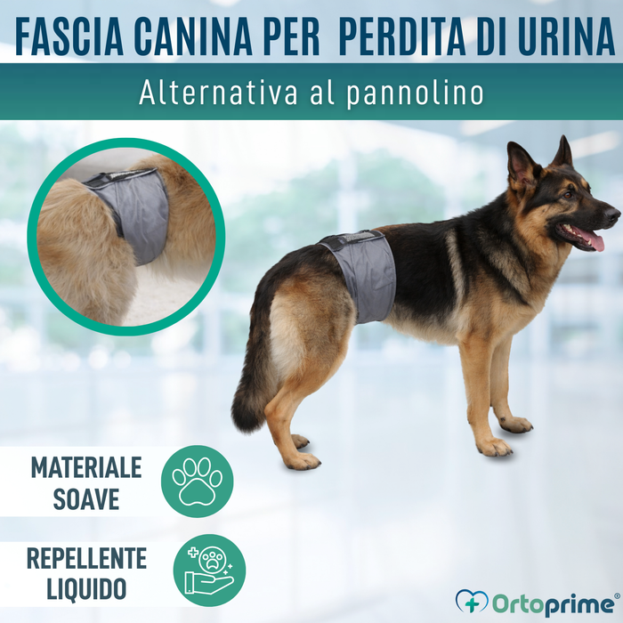 Fascia Antileak per Incontinenza Canina | Cane Maschio