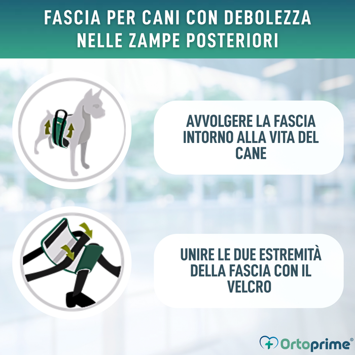 Fascia di Supporto per Cani con Mobilità Ridotta | 5 Taglie