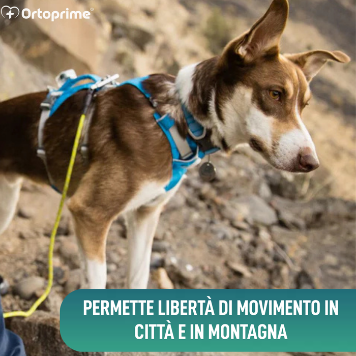 Imbracatura Canina Multiuso per Sollevamento | Struttura Robusta