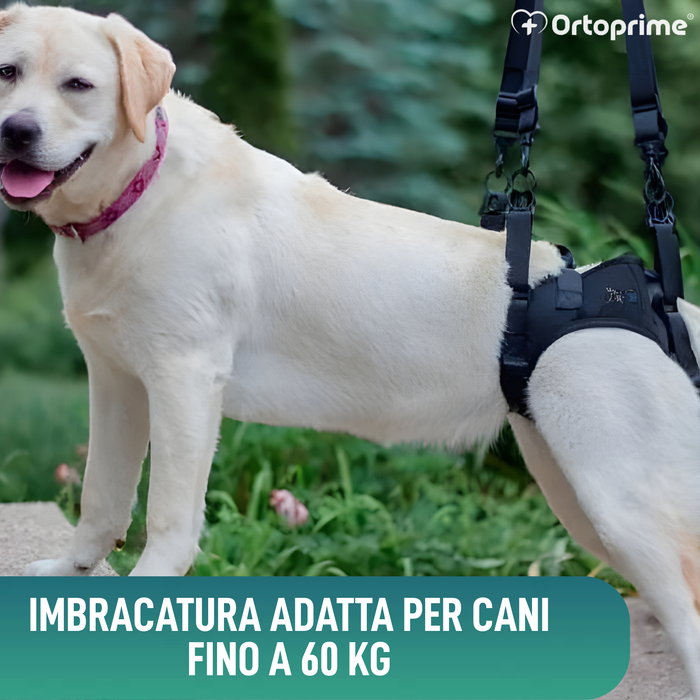 Imbracatura per Cani con Mobilità Ridotta alle Zampe Posteriori