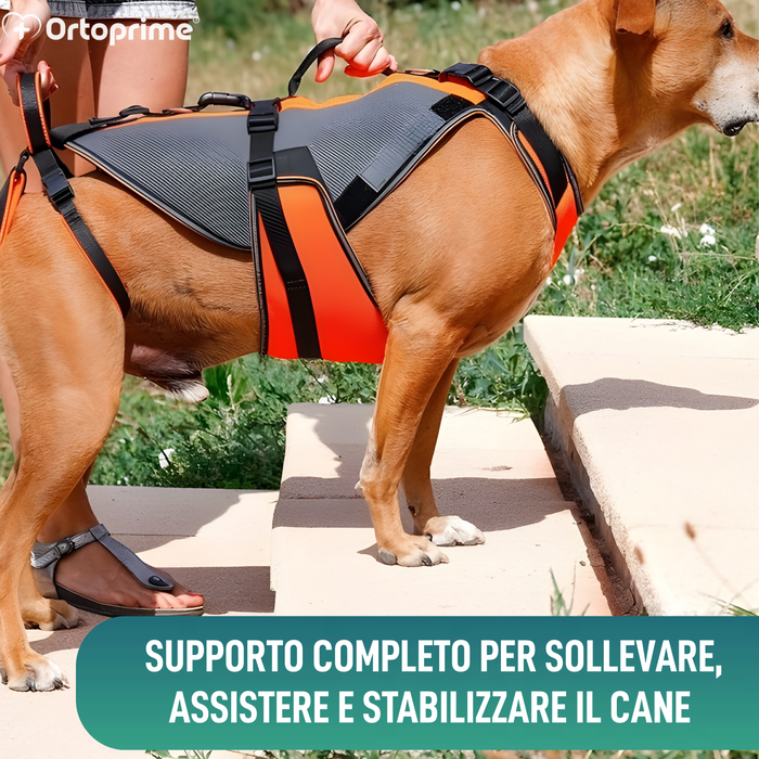 Imbracatura per Riabilitazione Completa per Cani | Materiale 3D