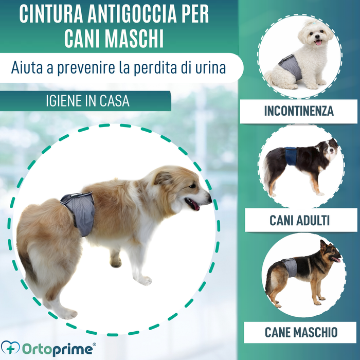 Fascia Antileak per Incontinenza Canina | Cane Maschio