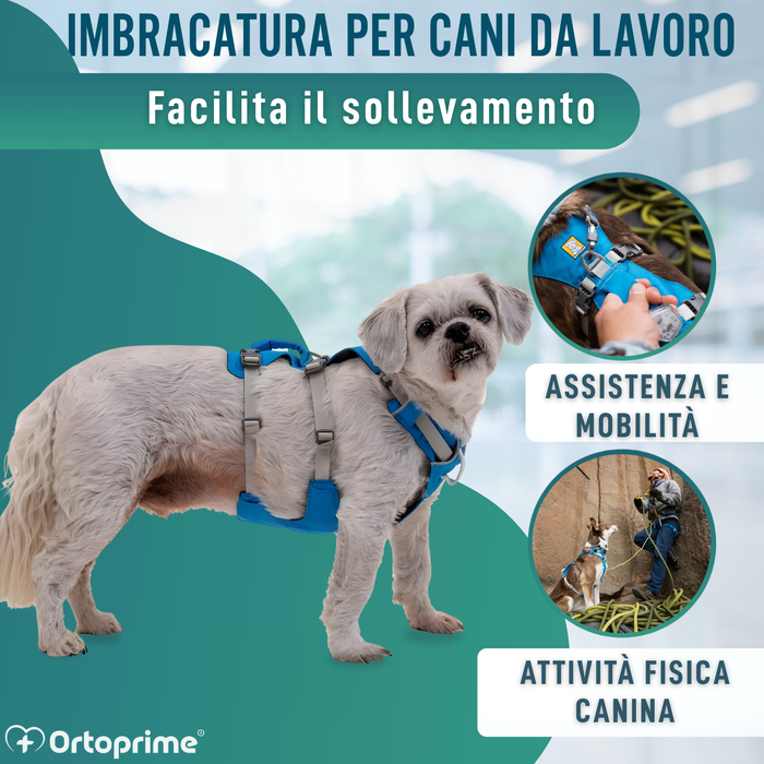 Imbracatura Canina Multiuso per Sollevamento | Struttura Robusta