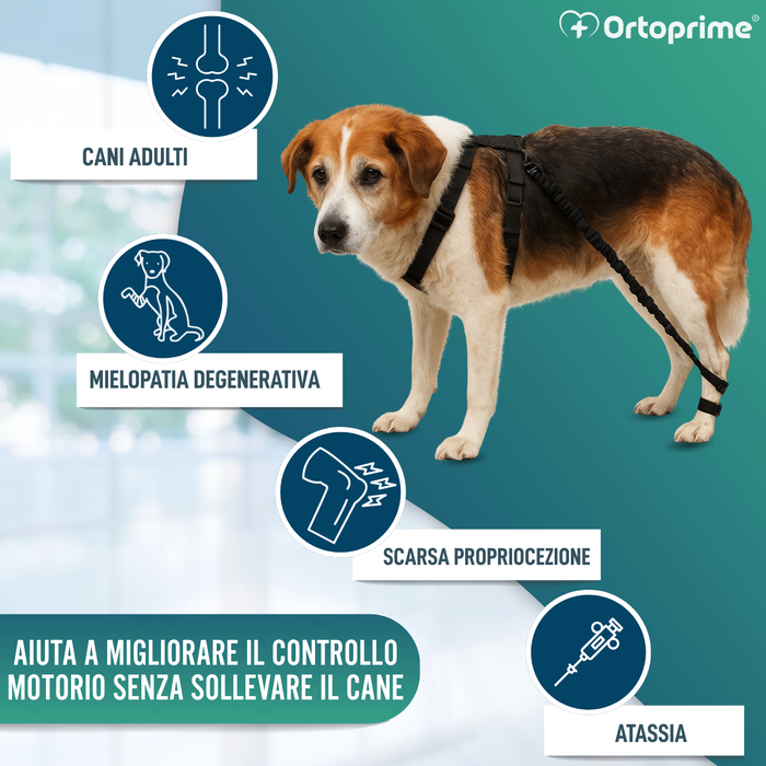 Dispositivo per Atassia Canina | Assistenza per Cani