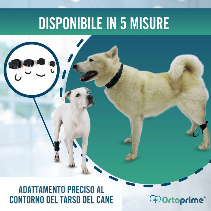 Correttore Proprioceptivo per Cani con Knuckling | 5 Misure
