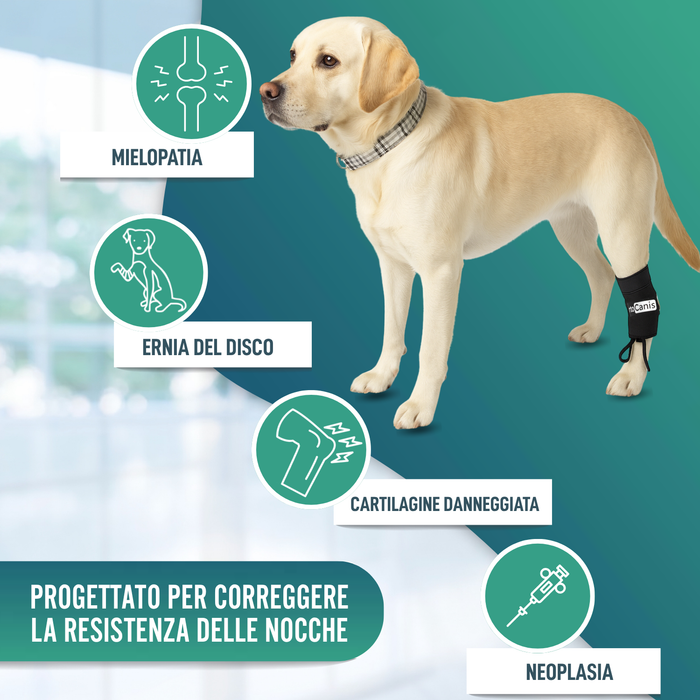 Correttore Proprioceptivo per Cani con Knuckling | 5 Misure