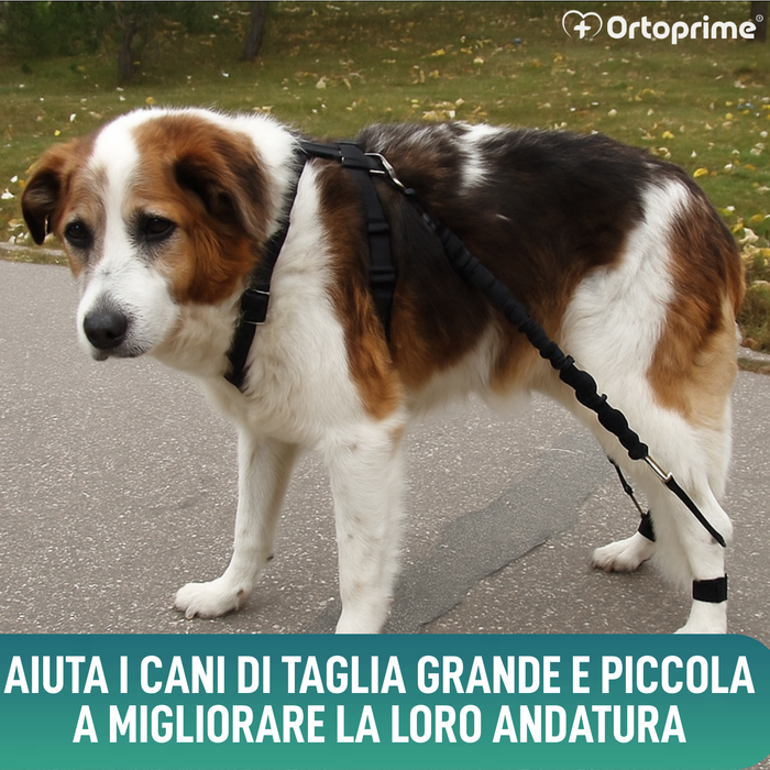 Dispositivo per Atassia Canina | Assistenza per Cani