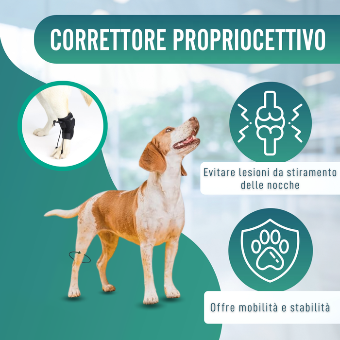 Correttore Proprioceptivo per Cani con Knuckling | 5 Misure