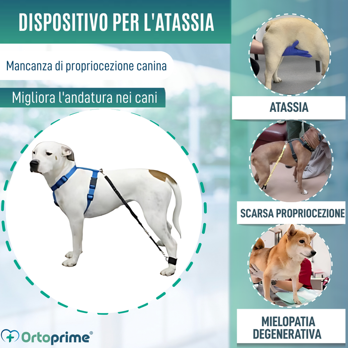 Dispositivo per Atassia Canina | Assistenza per Cani