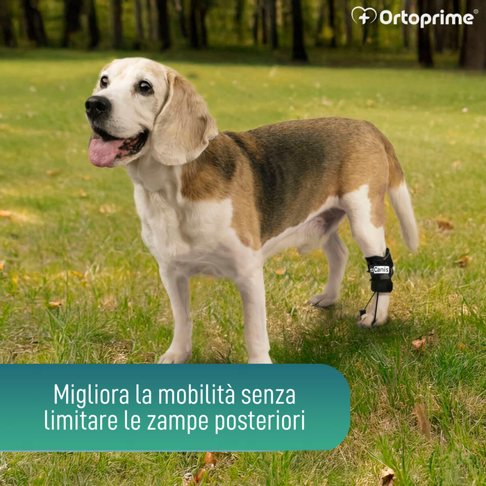 Correttore Proprioceptivo per Cani con Knuckling | 5 Misure