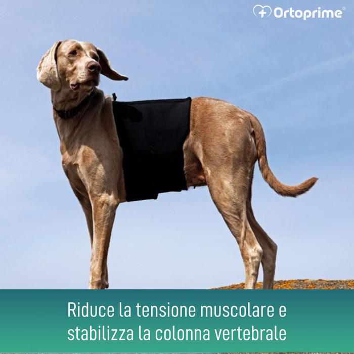 Supporto Termico Canino Back on Track | Fascia per schiena