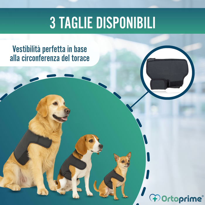 Supporto Termico Canino Back on Track | Fascia per schiena