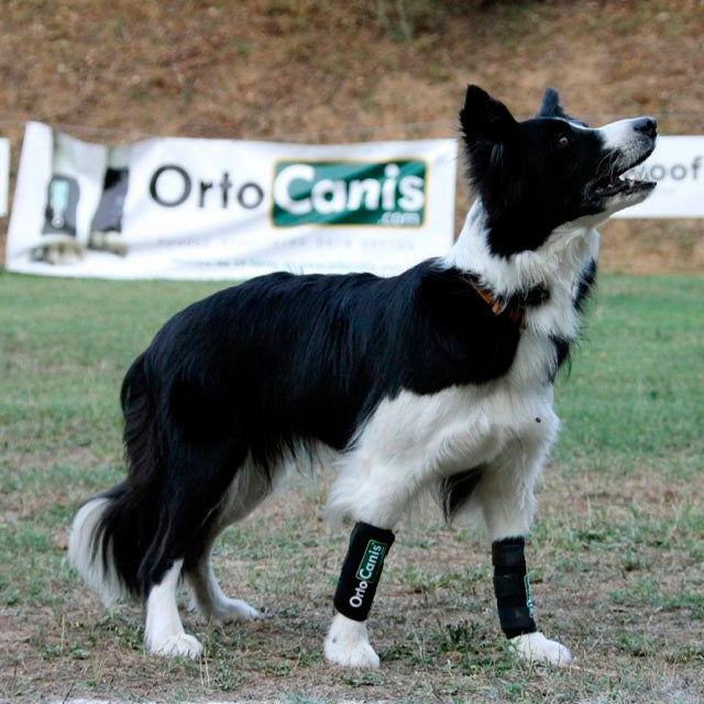 munequeras-caninas-ortoprime